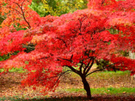 El Acer Palmatum y la magia de su belleza en otoño